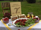 Foto Az.Agr.LE TUIE